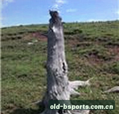 孙悦